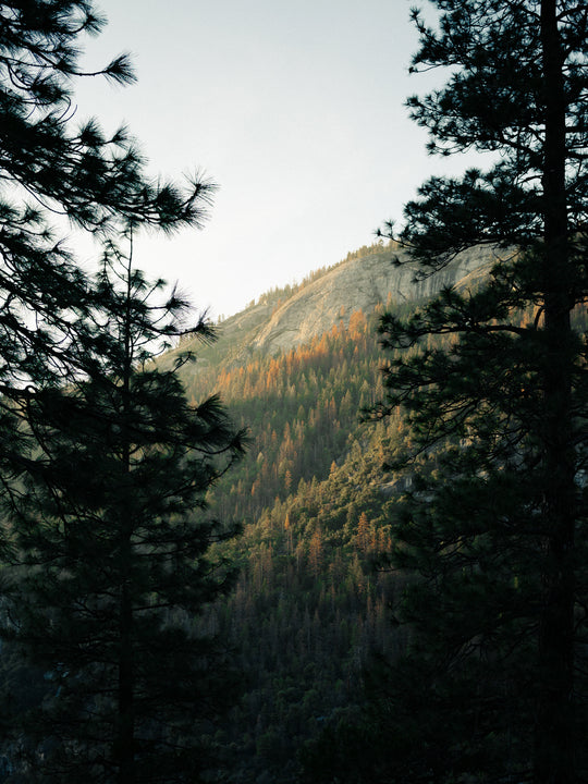 A Mountain View Framed By Trees